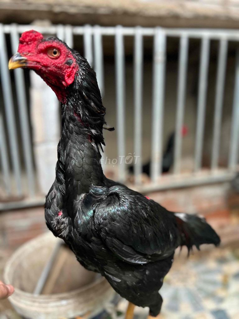 Gà chọi Đen Đực 26 tháng. Mua bán Gà tại Huyện Thanh Trì Hà Nội được đăng bởi Thuỷ hình 1
