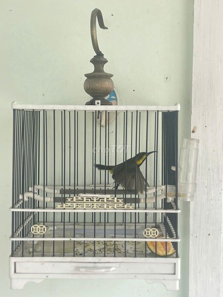 bộ hút mật 5 màu chuyền trống. Mua bán Chim tại Quận 1 Tp Hồ Chí Minh được đăng bởi tuan hình 1