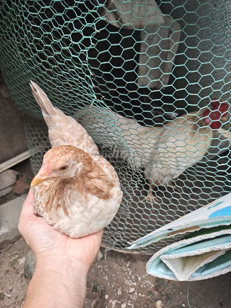 Gà mái tre nâu xám 3 tháng khỏe mạnh. Mua bán Gà tại Huyện Đông Anh Hà Nội được đăng bởi hoandl hình 1