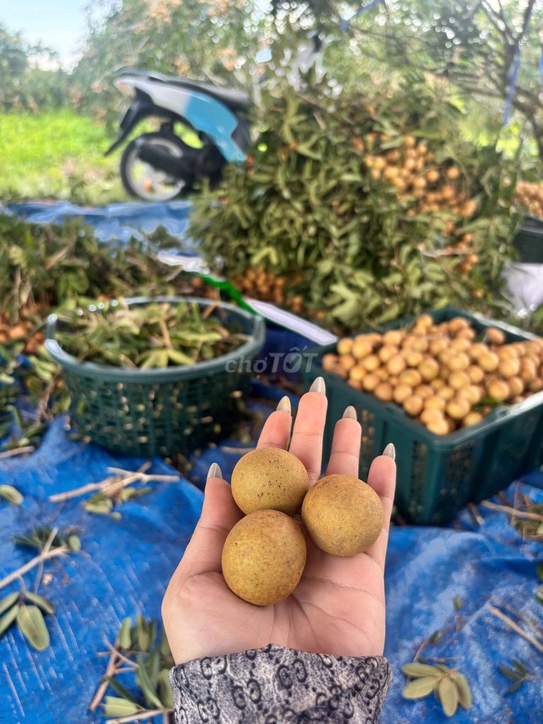 Nhãn xuồng Vũng Tàu. Mua bán Đồ ăn, thực phẩm và các loại khác tại Quận Bình Thạnh Tp Hồ Chí Minh được đăng bởi  Thao hình 1