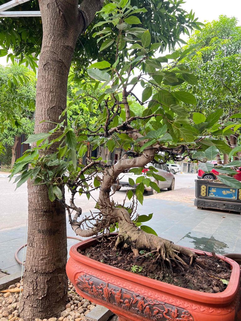 Cây cảnh Sung bonsai cao 125-130cm. Mua bán Cây cảnh, đồ trang trí tại Thành phố Vinh Nghệ An được đăng bởi Nguyễn Vịnh hình 1