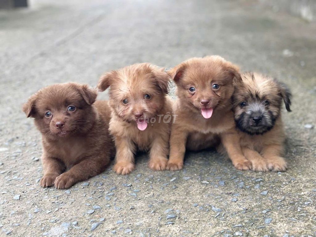 Chó Cún Nhật xù chân lùn . Mua bán Chó tại Thành phố Biên Hòa Đồng Nai được đăng bởi Nguyễn Hoàng hình 1