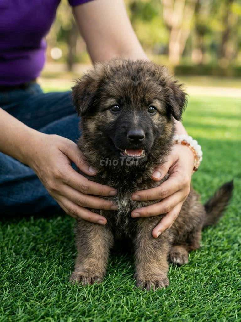 Becgie F1 lưỡi đốm VIP siêu đẹp đã tiêm có sổ BH. Mua bán Chó tại Quận 12 Tp Hồ Chí Minh được đăng bởi Thi Thi hình 1