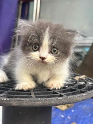 bé mèo đực lùn.. Mua bán Mèo tại Quận Bắc Từ Liêm Hà Nội được đăng bởi Vũ Hữu Tình  hình 1