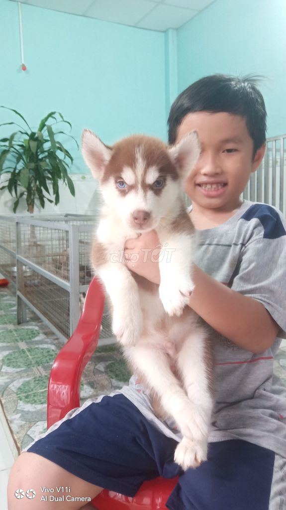 0908352840 - Trại Chó Hoàng Dũng Bán Bầy Husky 2 Tháng Tuổi