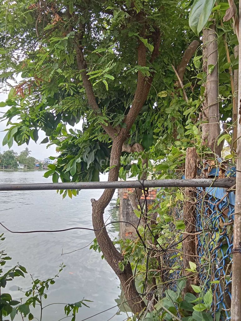 Cây ăn quả Mận dễ chăm sóc. Mua bán Cây cảnh, đồ trang trí tại Thành phố Vĩnh Long Vĩnh Long được đăng bởi  ank J hình 1