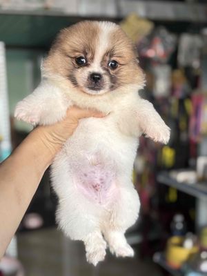 tìm nhà mới chó bé phốc sóc lai nhật