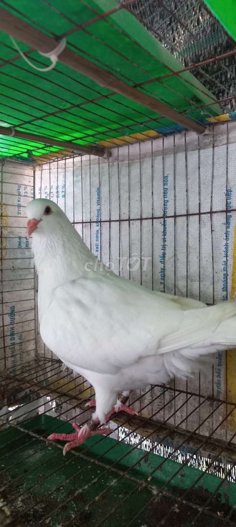Chim bồ câu gà mái đã ss. Mua bán Chim tại Huyện Bàu Bàng Bình Dương được đăng bởi THANH LONG hình 2