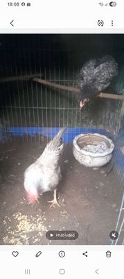 Gà giống xám trắng cả ba