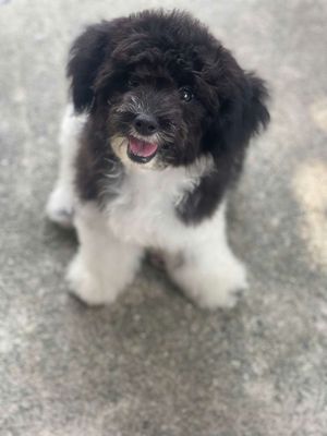 Chó Poodle Toy cái 4.5 tháng