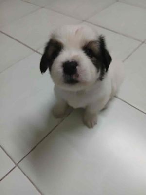 Chó Bắc Kinh lai Nhật Trắng đen