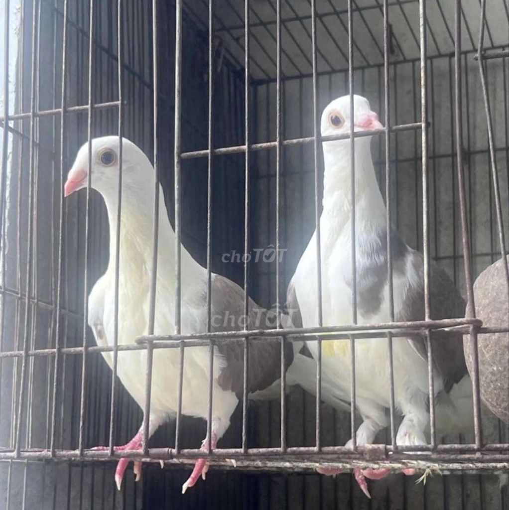 Bồ câu Trắng Nâu. Mua bán Chim tại Quận Tân Bình Tp Hồ Chí Minh được đăng bởi Song Doan hình 1