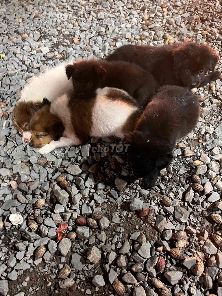 Chó con Đen, trắng, nâu Cả hai. Mua bán Chó tại Thị xã Tân Uyên Bình Dương được đăng bởi Được hình 1