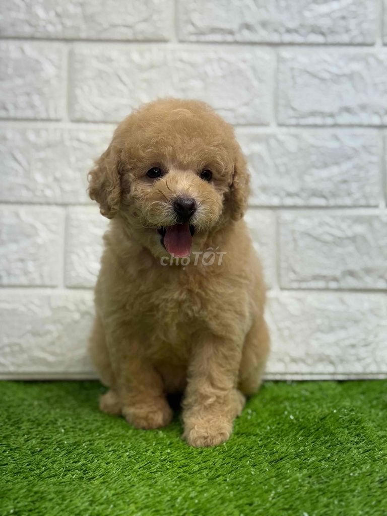 Nhà Có 8 em poodle Đợi Sen