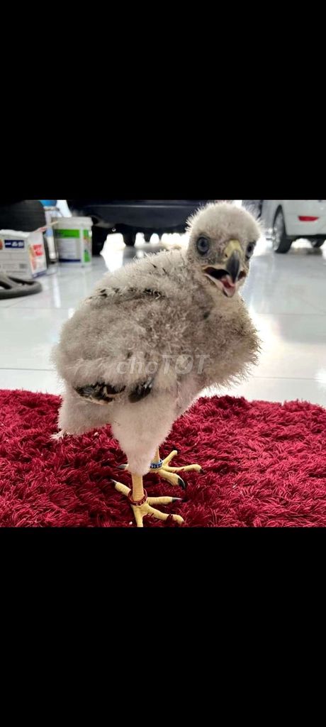 10 chiếc Kiềng chim khắc laser Plastic. Mua bán Phụ kiện, Thức ăn, Dịch vụ tại Quận Gò Vấp Tp Hồ Chí Minh được đăng bởi Nghĩa Phạm hình 1