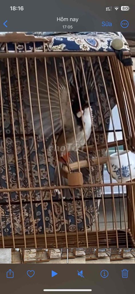 Chim chào mào 3 mùa. Mua bán Chim tại Huyện Krông Pắc Đắk Lắk được đăng bởi huy hình 1