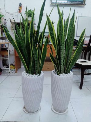 Bán ib. Mua bán Cây cảnh, đồ trang trí tại Quận Gò Vấp Tp Hồ Chí Minh được đăng bởi A Hải
