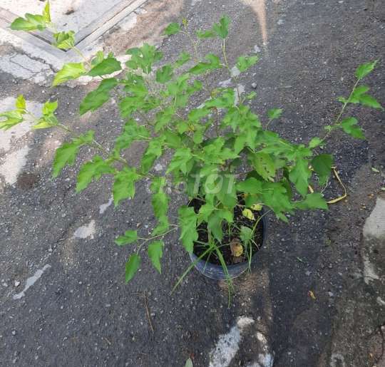 Cây dâu Tằm❤ , đang trĩu trái,💚 trái quanh năm❤. Mua bán Cây cảnh, đồ trang trí tại Huyện Hóc Môn Tp Hồ Chí Minh được đăng bởi Quốc Đạt hình 2