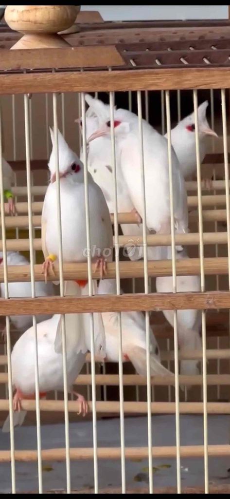 mào mái bạch ss. Mua bán Chim tại Quận Tân Bình Tp Hồ Chí Minh được đăng bởi Trại Chim Chào Mào Tèo Văn hình 1
