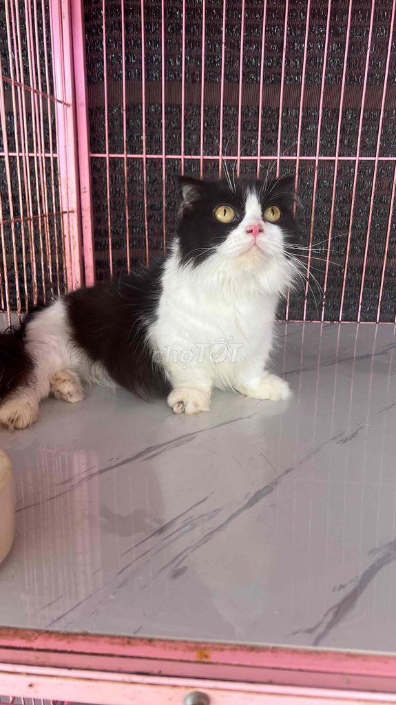 Tuxedo Cái Đang Gào. Mua bán Mèo tại Quận 11 Tp Hồ Chí Minh được đăng bởi thuỷ tiên hình 1