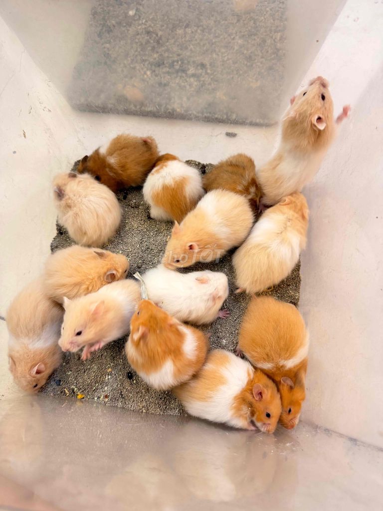 Hamster Bear FromTo màu đẹp. Mua bán Thú cưng khác tại Quận 8 Tp Hồ Chí Minh được đăng bởi Nguyễn Phương Trinh hình 1