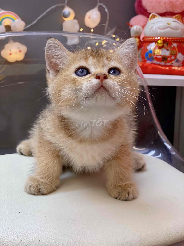 Mèo golden tabby siu xinh