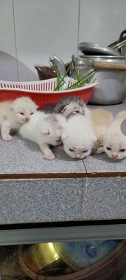 Mèo siêu xinh. Mua bán Mèo tại Huyện Lấp Vò Đồng Tháp được đăng bởi Thiên Phúc Bùi