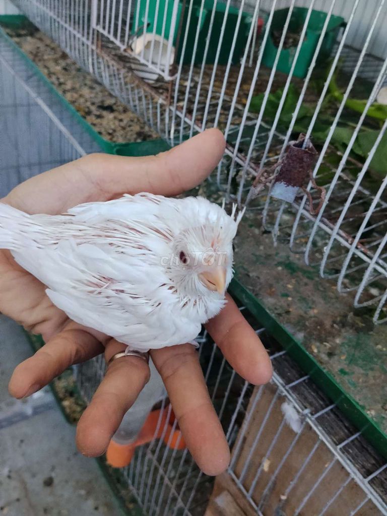 Chim trắng không xác định. Mua bán Chim tại Quận Liên Chiểu Đà Nẵng được đăng bởi Thai Hoa hình 1