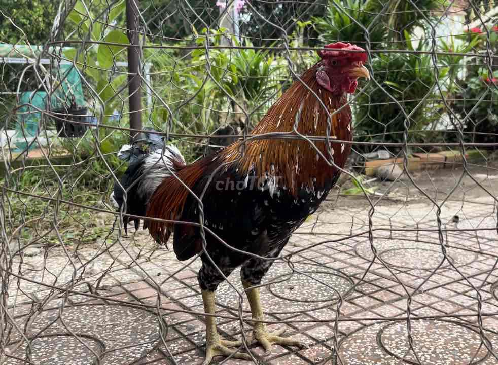 Điều bông chân xanh 2kg550. Mua bán Gà tại Huyện Châu Thành An Giang được đăng bởi Trần Minh Vũ hình 2