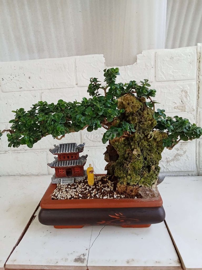 Bonsai mini thanh lý hết 7 em SH