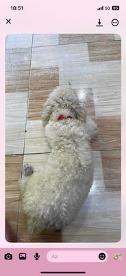 bé mới cạo lông  máu về. Mua bán Chó tại Huyện Bàu Bàng Bình Dương được đăng bởi Đề Seven