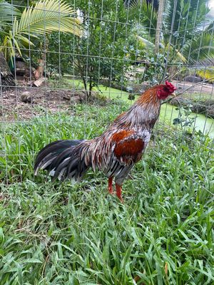 gà tơ xuân sỗ khá gà ae ưng liên hệ ***. Mua bán Gà tại Quận Ô Môn Cần Thơ được đăng bởi Trọng Tân