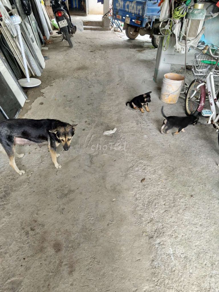 Chó con Đen vàng đã tiêm phòng. Mua bán Chó tại Huyện Đồng Phú Bình Phước được đăng bởi Hoàng Trí Luxury Stone hình 1