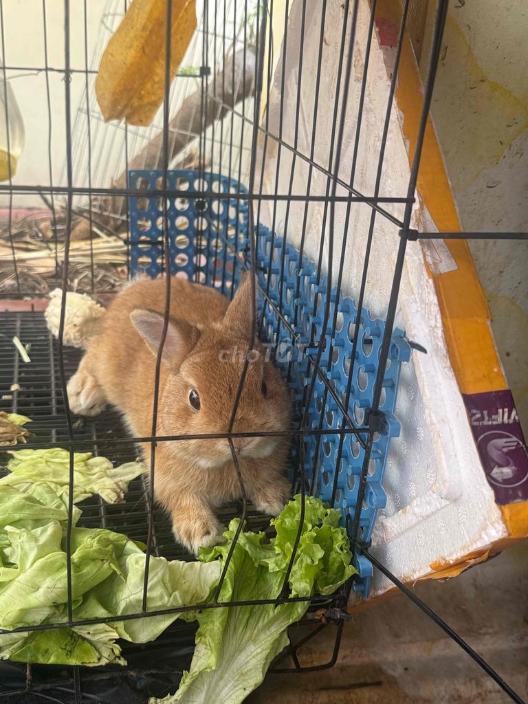 thỏ cảnh hà lan lùn và Mini Rex