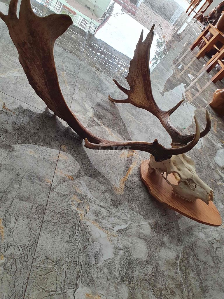 đồ trang trí. Mua bán Cây cảnh, đồ trang trí tại Huyện Nghĩa Hưng Nam Định được đăng bởi dương long hình 1