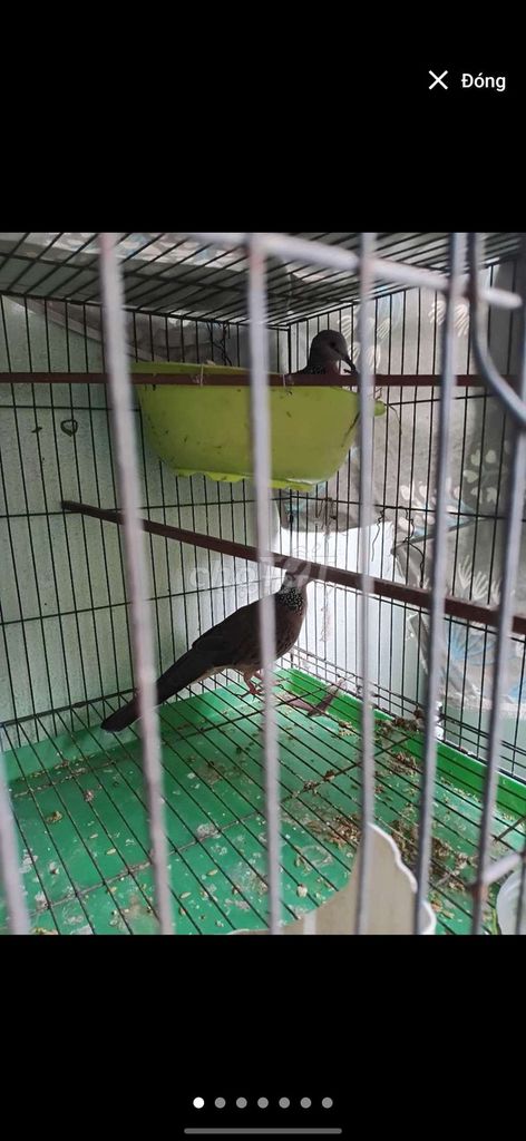 Chim cU  sinh sản. Mua bán Chim tại Huyện Hóc Môn Tp Hồ Chí Minh được đăng bởi Minh hình 1