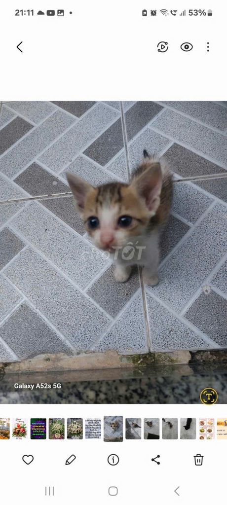 Mèo con Đa sắc. Mua bán Mèo tại Quận 6 Tp Hồ Chí Minh được đăng bởi chị Lộc hình 1