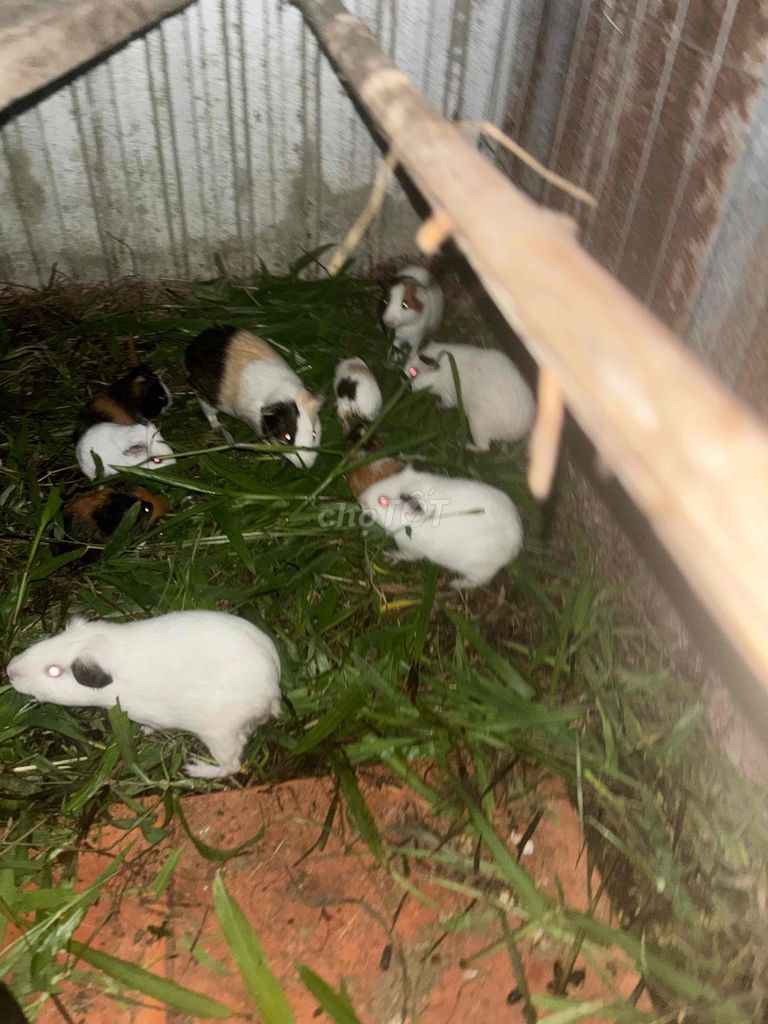 Bọ ú trắng cái gần đẻ. Mua bán Thú cưng khác tại Huyện Phong Điền Cần Thơ được đăng bởi Ha hình 1