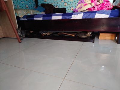 Tặng 3 mèo mướp, nhanh nhẩu, dễ thương. Mua bán Mèo tại Quận Sơn Trà Đà Nẵng được đăng bởi Quảng Ngọc