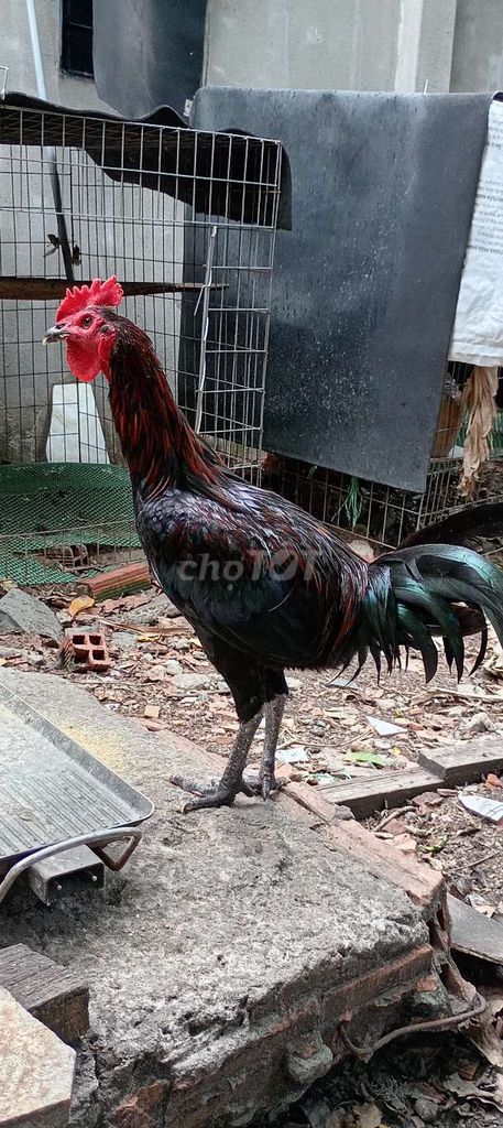 Gà Peru khoản 3kg. Mua bán Gà tại Huyện Hóc Môn Tp Hồ Chí Minh được đăng bởi FB Huy Cuong Peru Gallos hình 1