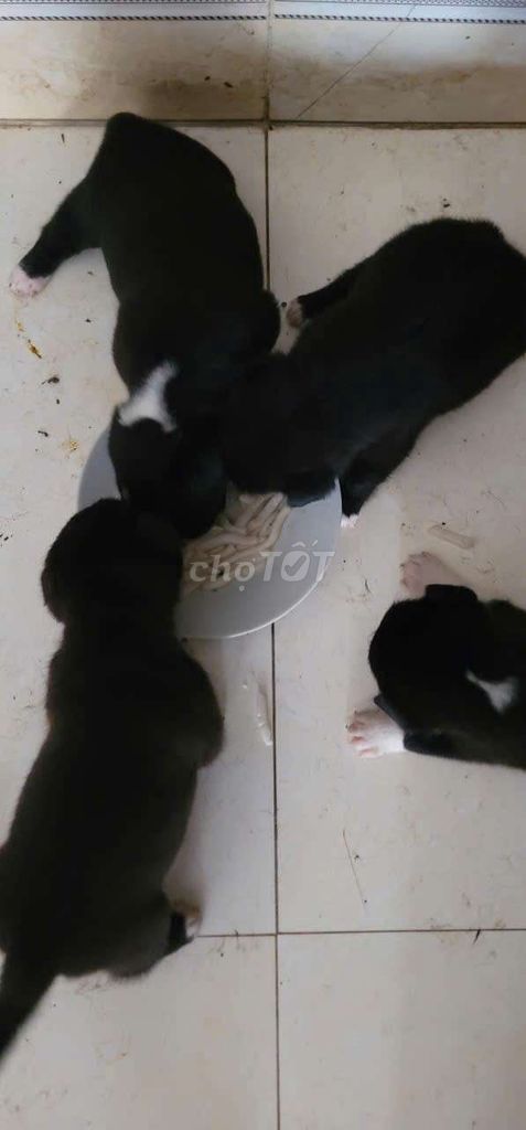 Chó Nhật mini rất thông minh. Mua bán Chó tại Thành phố Huế Thừa Thiên Huế được đăng bởi Thiên Hoàng hình 1