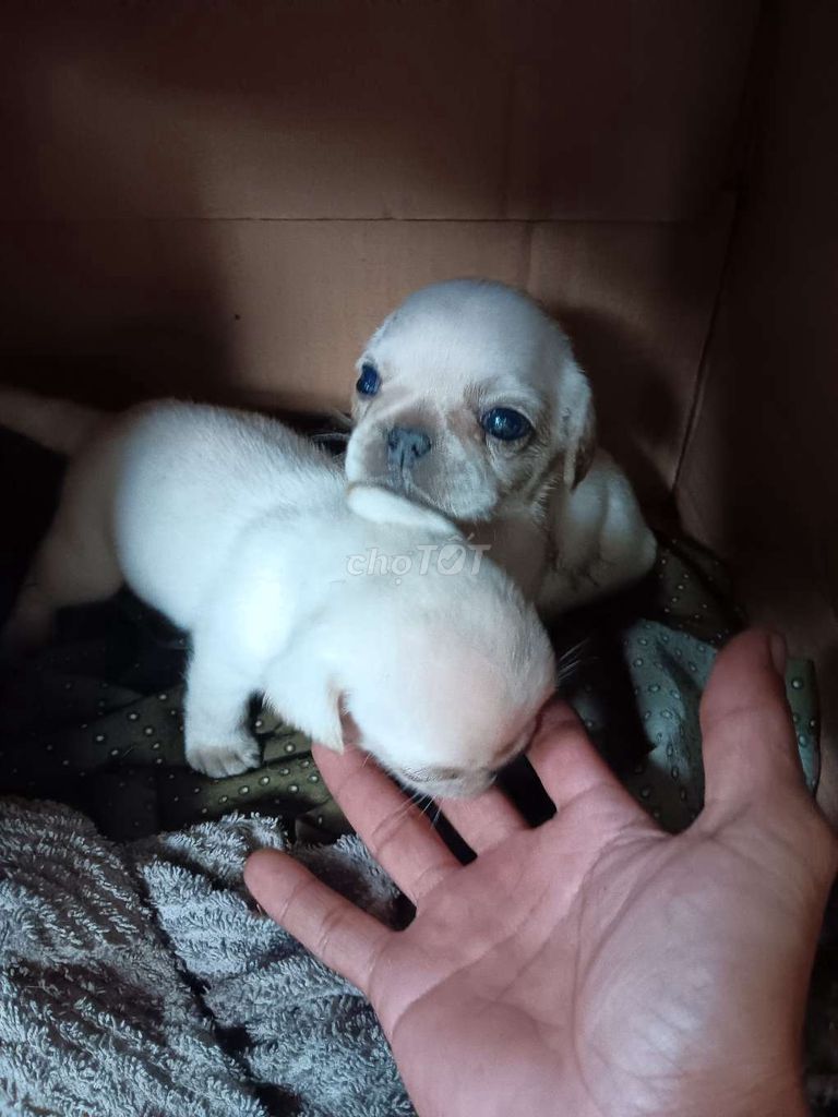 2 bé Pug xệ đực thuần chủng. Mua bán Chó tại Huyện Phụng Hiệp Hậu Giang được đăng bởi GÀ ĐÁ HẬU GIANG hình 5