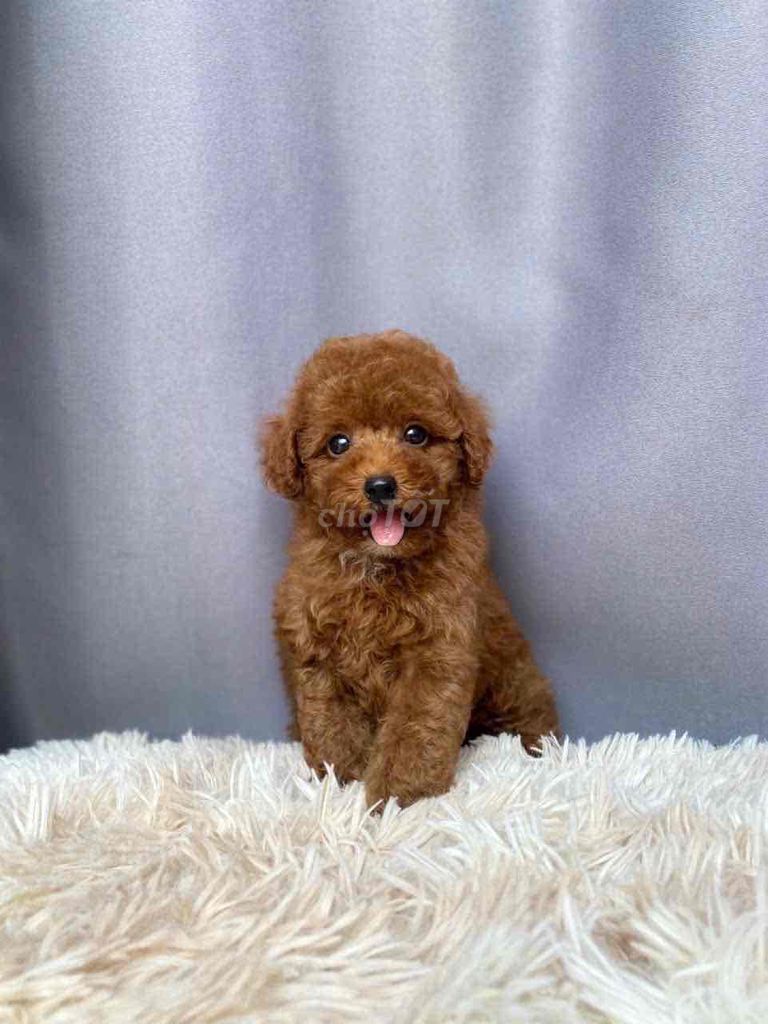 Poodle Tiny Toy - Nâu Kem Mơ đen. Mua bán Chó tại Quận Gò Vấp Tp Hồ Chí Minh được đăng bởi Poodle Sài Gòn hình 2