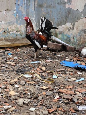 Nọc điều cuban kelso 1,6k 2x. Mua bán Gà tại Quận Tân Phú Tp Hồ Chí Minh được đăng bởi NHÀN GÀ MỸ