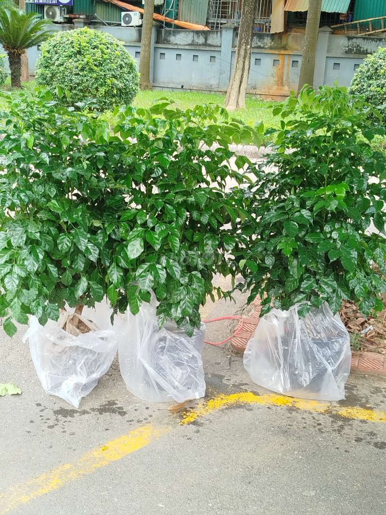 Cây cảnh Cây hạnh phúc 1m Xanh khoẻ đẹp. Mua bán Cây cảnh, đồ trang trí tại Quận Hoàng Mai Hà Nội được đăng bởi Nguyễn Minh Thoa hình 1