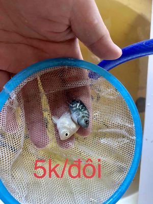 két panda, két platium