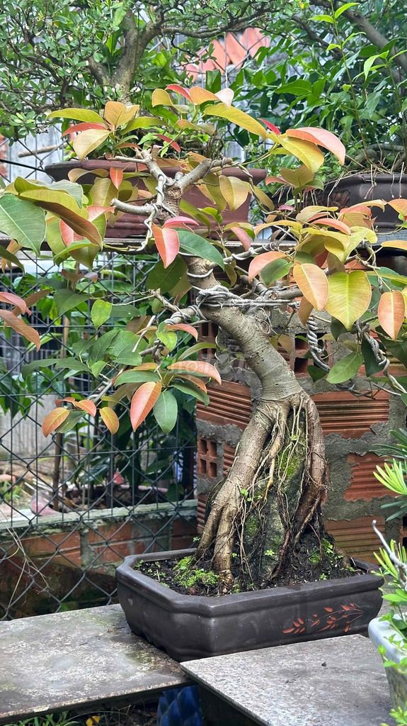 Cây túc bonsai dễ chăm sóc, ý nghĩa sung túc. Mua bán Cây cảnh, đồ trang trí tại Huyện Hóc Môn Tp Hồ Chí Minh được đăng bởi Nguyen Binh hình 1