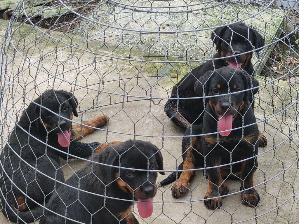 ST,Rottweiler. Mua bán Chó tại Thành phố Sóc Trăng Sóc Trăng được đăng bởi Nhân Rottweiler  hình 2