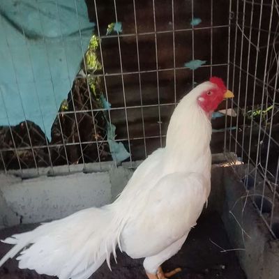 Thái Rặc tơ.. Mua bán Gà tại Huyện Củ Chi Tp Hồ Chí Minh được đăng bởi Hiền Lý Củ Chi  hình 1