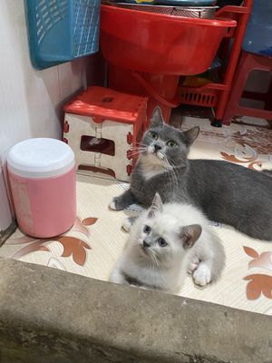 Mèo anh lông ngắn nhà đẻ